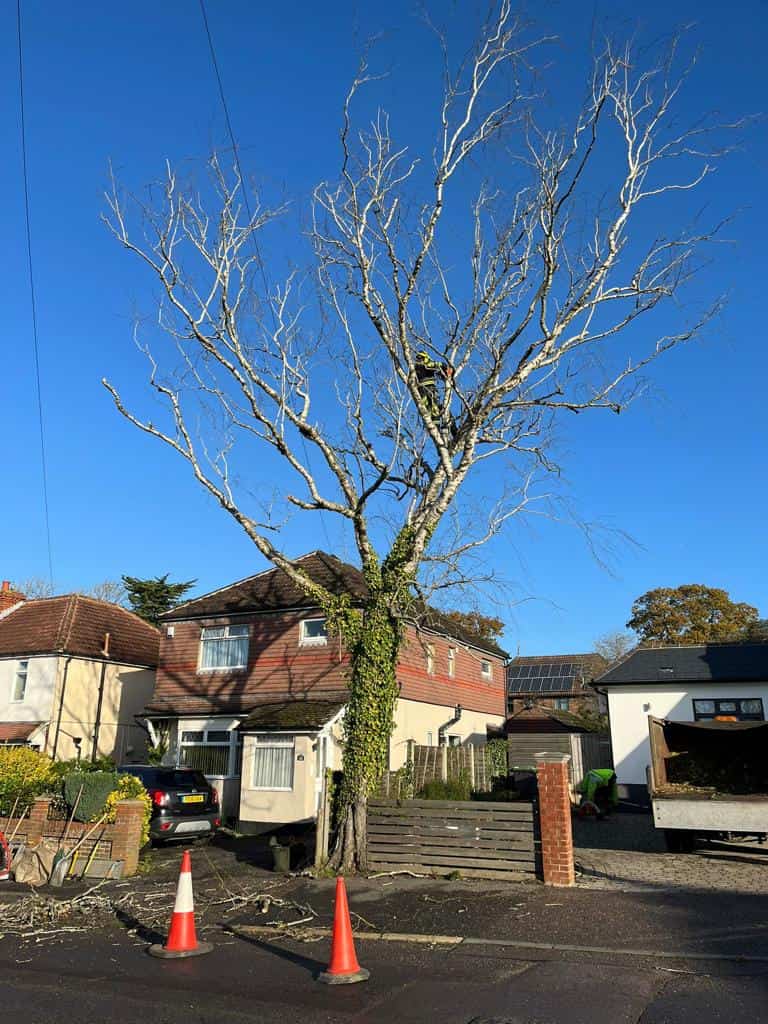 This is a photo of a tree on the pavement that is having limbs removed which are near to power lines. Works undertaken by Nazeing Tree Surgeons